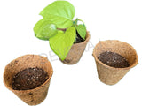 Eco friendly Coconut Coir Pots and Organic Soil - DEVRAAJ HANDMADE PAPER, PLANTABLE SEED PAPERS & PAPER PRODUCTS - 